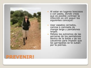 PREVENIR!
 Al estar en lugares boscosos
o con pasto, donde creas
que es posible contraer la
infección es útil seguir los
siguientes concejos:
 Usar zapatos cerrados,
camisa o camiseta de
manga larga y pantalones
largos.
 Métete los extremos de las
perneras de los pantalones
dentro de la botas o de los
calcetines para impedir que
las garrapatas se te suban
por la piernas.
 