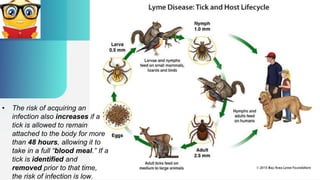 • The risk of acquiring an
infection also increases if a
tick is allowed to remain
attached to the body for more
than 48 hours, allowing it to
take in a full “blood meal.” If a
tick is identified and
removed prior to that time,
the risk of infection is low.
 