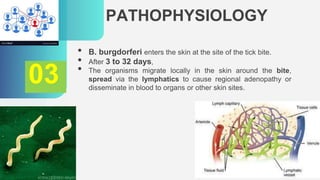 PATHOPHYSIOLOGY
• B. burgdorferi enters the skin at the site of the tick bite.
• After 3 to 32 days,
• The organisms migrate locally in the skin around the bite,
spread via the lymphatics to cause regional adenopathy or
disseminate in blood to organs or other skin sites.
03
 