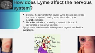 How does Lyme affect the nervous
system?
• Borrelia, the spirochete that causes Lyme disease, can invade
the nervous system, creating a condition called Lyme
neuroborreliosis.
• Neuroborreliosis is caused by a systemic infection of
spirochetes of the genus Borrelia.
Symptoms of the disease include erythema migrans and flu-like
symptoms.
 