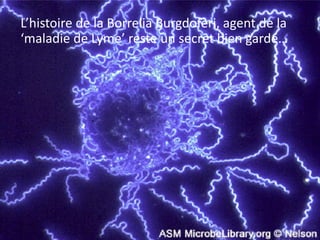 L’histoire de la Borrelia Burgdoferi, agent de la
‘maladie de Lyme’ reste un secret bien gardé…
 