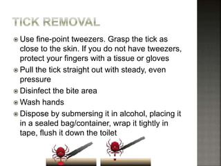  Use fine-point tweezers. Grasp the tick as
close to the skin. If you do not have tweezers,
protect your fingers with a tissue or gloves
 Pull the tick straight out with steady, even
pressure
 Disinfect the bite area
 Wash hands
 Dispose by submersing it in alcohol, placing it
in a sealed bag/container, wrap it tightly in
tape, flush it down the toilet
 