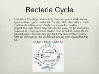Bacteria Cycle
   A tick has a four stage process in its two year cycle. It starts from an
    egg, to a larva, nymph, and adult. The egg is laid, then after a month
    it matures to a larva, which feeds on a mouse for two days
    straight, then falls off and hibernates for the winter. In the spring they
    come out as nymphs and and feed on mice for 3-4 days long. As the
    ticks get bigger, they bite deer and feed only once for three weeks.
    After the three weeks, the tick falls off, and lay their eggs before that
    die.
 