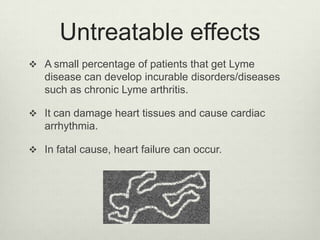 Untreatable effects
 A small percentage of patients that get Lyme
   disease can develop incurable disorders/diseases
   such as chronic Lyme arthritis.

 It can damage heart tissues and cause cardiac
   arrhythmia.

 In fatal cause, heart failure can occur.
 