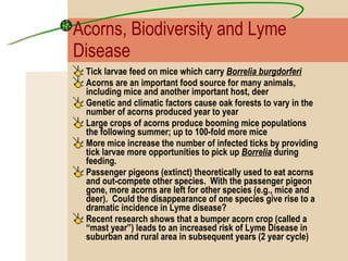 Acorns, Biodiversity and Lyme Disease Tick larvae feed on mice which carry  Borrelia burgdorferi Acorns are an important food source for many animals, including mice and another important host, deer Genetic and climatic factors cause oak forests to vary in the number of acorns produced year to year Large crops of acorns produce booming mice populations the following summer; up to 100-fold more mice More mice increase the number of infected ticks by providing tick larvae more opportunities to pick up  Borrelia  during feeding. Passenger pigeons (extinct) theoretically used to eat acorns and out-compete other species.  With the passenger pigeon gone, more acorns are left for other species (e.g., mice and deer).  Could the disappearance of one species give rise to a dramatic incidence in Lyme disease? Recent research shows that a bumper acorn crop (called a “mast year”) leads to an increased risk of Lyme Disease in suburban and rural area in subsequent years (2 year cycle) 