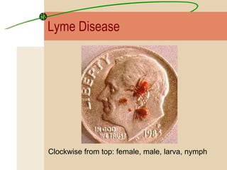 Clockwise from top: female, male, larva, nymph Lyme Disease 