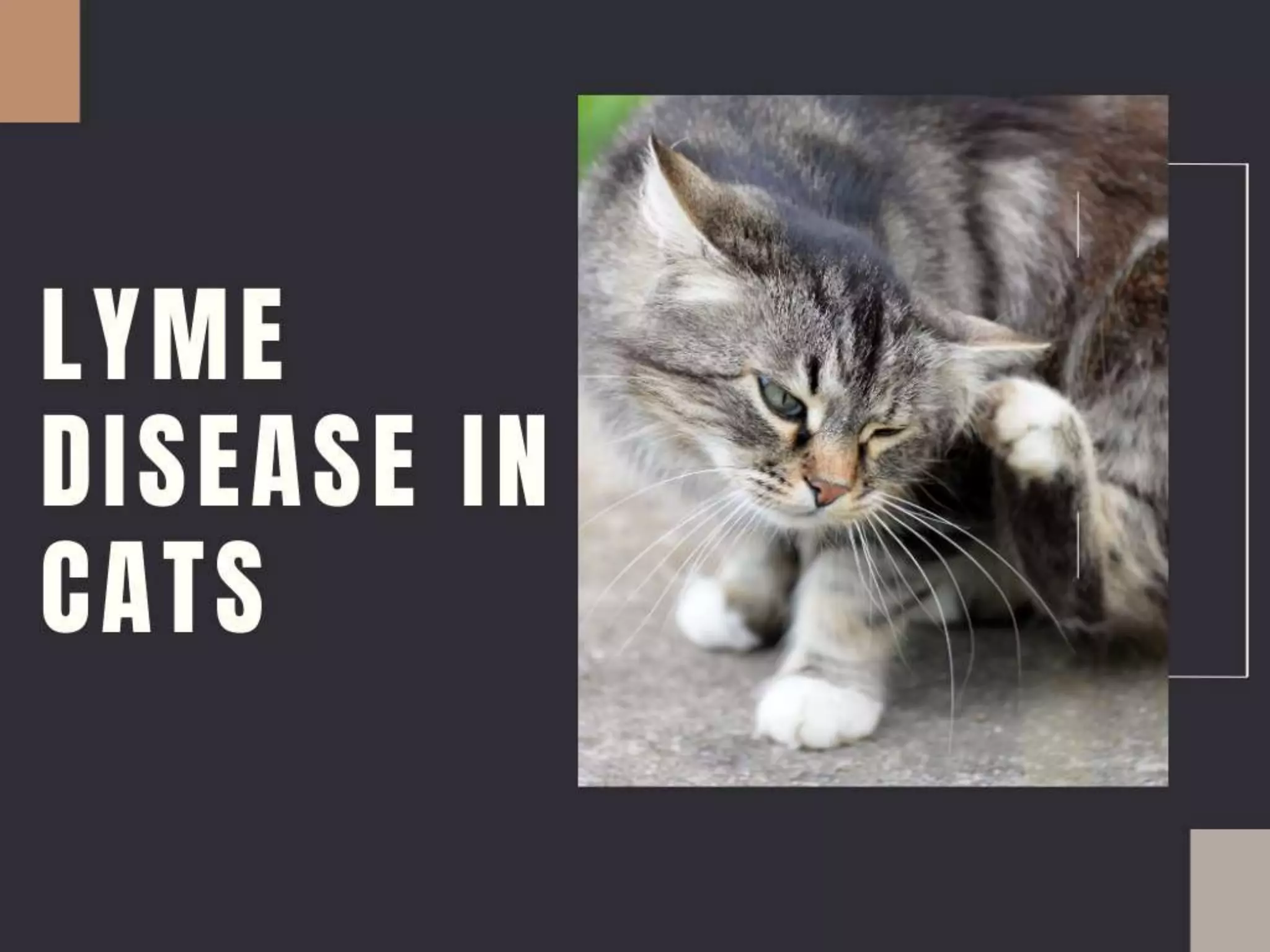 Lyme Disease in Cats PPT