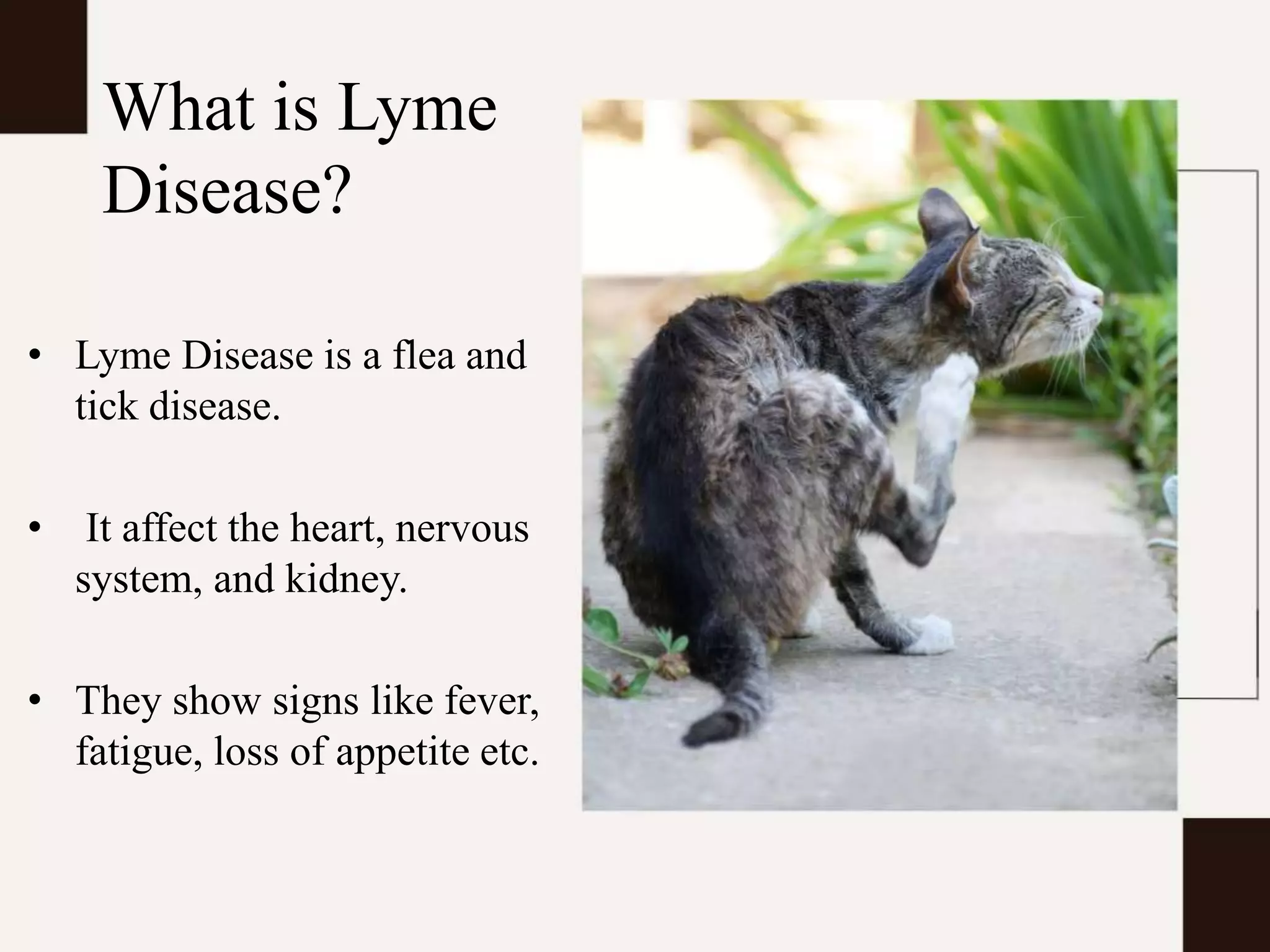 View of Lyme Disease in Cats | PPTX