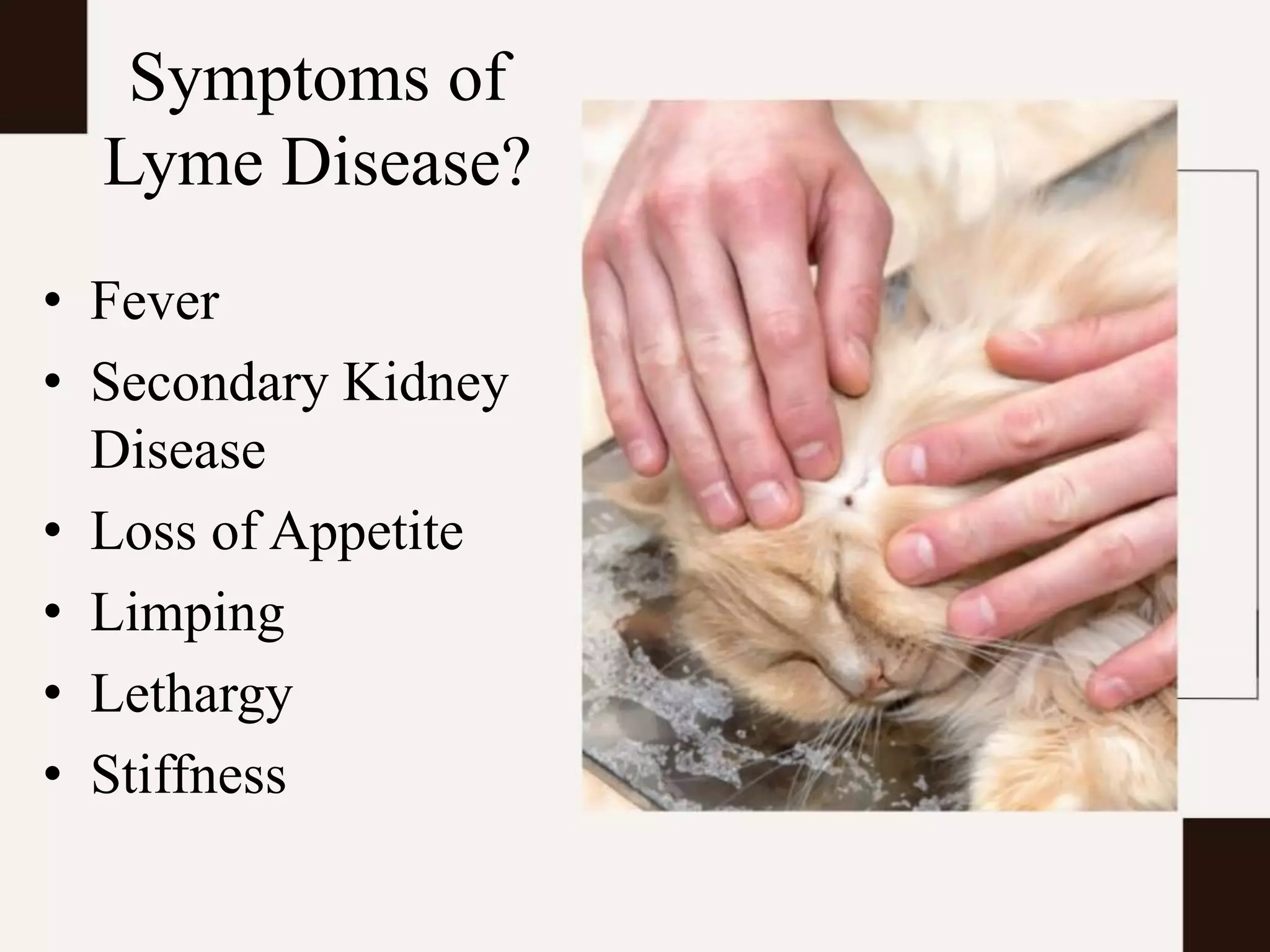 Lyme Disease in Cats | PPTX