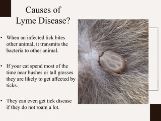 Lyme Disease in Cats | PPTX