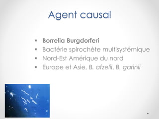 Agent causal
 Borrelia Burgdorferi
 Bactérie spirochète multisystémique
 Nord-Est Amérique du nord
 Europe et Asie, B. afzelii, B. garinii
 