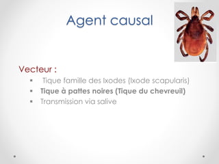 Agent causal
Vecteur :
 Tique famille des Ixodes (Ixode scapularis)
 Tique à pattes noires (Tique du chevreuil)
 Transmission via salive
 