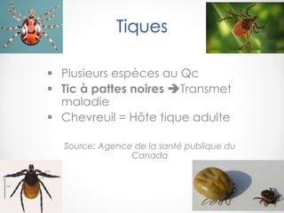 Tiques
 Plusieurs espèces au Qc
 Tic à pattes noires Transmet
maladie
 Chevreuil = Hôte tique adulte
Source: Agence de la santé publique du
Canada
 