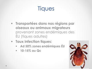 Tiques
 Transportées dans nos régions par
oiseaux ou animaux migrateurs
provenant zones endémiques des
ÉU (tiques adultes)
 Taux infection tiques:
 Ad 50% zones endémiques ÉU
 10-15% au Qc
 