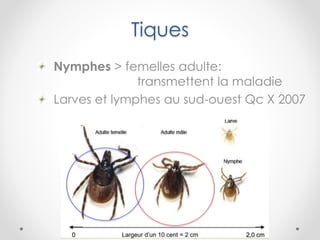 Tiques
Nymphes > femelles adulte:
transmettent la maladie
Larves et lymphes au sud-ouest Qc X 2007
 