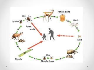  Cycle de vie: 3 stades
 Larva
 Nymph
 Adulte
 Nymphe transmet la maladie
 Fin printemps-début été (mai à
juillet)
 Transmission plusieurs infections
 Plus grande accessibilité région
sauvages
 Cerf de Virginie et Dindon sauvage
(réservoirs)
 