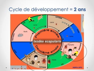 Cycle de développement = 2 ans
 