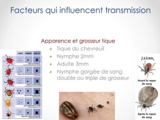 Facteurs qui influencent transmission
Apparence et grosseur tique
Tique du chevreuil
Nymphe 2mm
Adulte 3mm
Nymphe gorgée de sang
double ou triple de grosseur
 