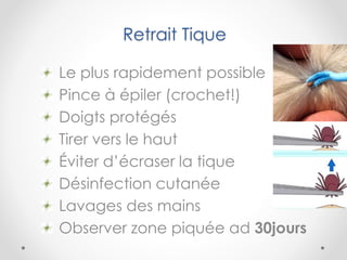 Retrait Tique
Le plus rapidement possible
Pince à épiler (crochet!)
Doigts protégés
Tirer vers le haut
Éviter d’écraser la tique
Désinfection cutanée
Lavages des mains
Observer zone piquée ad 30jours
 