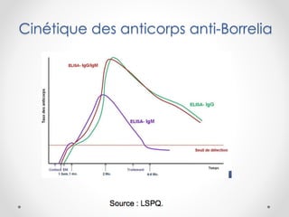 Cinétique des anticorps anti-Borrelia
 