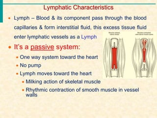 Lymphatic Characteristics
 Lymph – Blood & its component pass through the blood
capillaries & form interstitial fluid, this excess tissue fluid
enter lymphatic vessels as a Lymph
 It’s a passive system:
 One way system toward the heart
 No pump
 Lymph moves toward the heart
 Milking action of skeletal muscle
 Rhythmic contraction of smooth muscle in vessel
walls
 