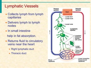 Lymphatic Vessels
 Collects lymph from lymph
capillaries
 Delivers lymph to lymph
nodes
 In small intestine
help in fat absorption.
 Returns fluid to circulatory
veins near the heart
 Right lymphatic duct
 Thoracic duct
 