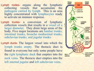 Lymph nodes- organs along the lymphatic
collecting vessels that accumulate the
pathogens carried by lymph. This is an area
highly concentrated with lymphocytes ready
to activate an immune response.
Lymph trunks- a conversion of lymphatic
collection vessels that results in a vessel of a
larger diameter. They drain large areas of the
body. Five major locations are lumbar trunks,
intestinal trunks, broncho mediastinal trunks,
subclavian trunks, and jugular trunks.
Lymph ducts- The largest vessel into which the
lymph trunks empty. The thoracic duct is
found in everyone but only some people have
the right lymphatic duck that empties into the
neck veins. The thoracic duct empties into the
left internal jugular and left subclavian veins.
 