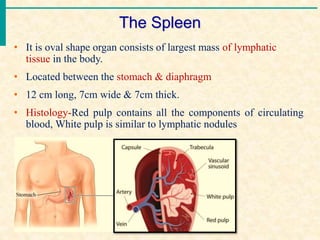 The Spleen
• It is oval shape organ consists of largest mass of lymphatic
tissue in the body.
• Located between the stomach & diaphragm
• 12 cm long, 7cm wide & 7cm thick.
• Histology-Red pulp contains all the components of circulating
blood, White pulp is similar to lymphatic nodules
 