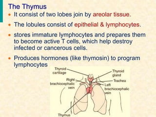The Thymus
 It consist of two lobes join by areolar tissue.
 The lobules consist of epithelial & lymphocytes.
 stores immature lymphocytes and prepares them
to become active T cells, which help destroy
infected or cancerous cells.
 Produces hormones (like thymosin) to program
lymphocytes
 