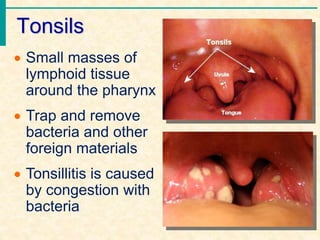 Tonsils
 Small masses of
lymphoid tissue
around the pharynx
 Trap and remove
bacteria and other
foreign materials
 Tonsillitis is caused
by congestion with
bacteria
 