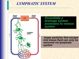Essentially a
drainage system
accessory to venous
system
larger particles that escape
into tissue fluid can only be
removed via lymphatic
system
LYMPHATIC SYSTEM
 