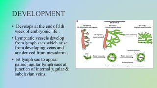 Lymphatic Sac Development Lympatic drainage | PPTX