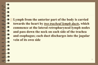11
 Lymph from the anterior part of the body is carried
towards the heart by two tracheal lymph ducts, which
commence at the lateral retropharyneal lymph nodes
and pass down the neck on each side of the trachea
and esophagus; each duct discharges into the jugular
vein of its own side
 