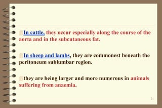21
In cattle, they occur especially along the course of the
aorta and in the subcutaneous fat.
In sheep and lambs, they are commonest beneath the
peritoneum sublumbar region.
they are being larger and more numerous in animals
suffering from anaemia.
 