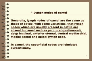25
* Lymph nodes of camel
Generally, lymph nodes of camel are the same as
those of cattle, with some variations, that lymph
nodes which are usually present in cattle are
absent in camel such as percrural (prefemoral),
deep inguinal, anterior sternal, ventral mediastinal,
medial sacral and apical lymph node.
In camel, the superficial nodes are lobulated
surperficially.
 