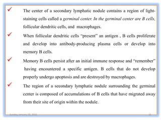  The center of a secondary lymphatic nodule contains a region of light-
staining cells called a germinal center. In the germinal center are B cells,
follicular dendritic cells, and macrophages.
 When follicular dendritic cells “present” an antigen , B cells proliferate
and develop into antibody-producing plasma cells or develop into
memory B cells.
 Memory B cells persist after an initial immune response and “remember”
having encountered a specific antigen. B cells that do not develop
properly undergo apoptosis and are destroyed by macrophages.
 The region of a secondary lymphatic nodule surrounding the germinal
center is composed of accumulations of B cells that have migrated away
from their site of origin within the nodule.
Sunday, January 18, 2015 31
 