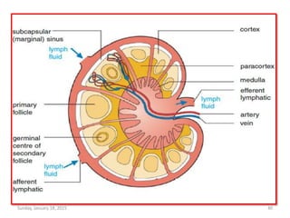 Sunday, January 18, 2015 40
 
