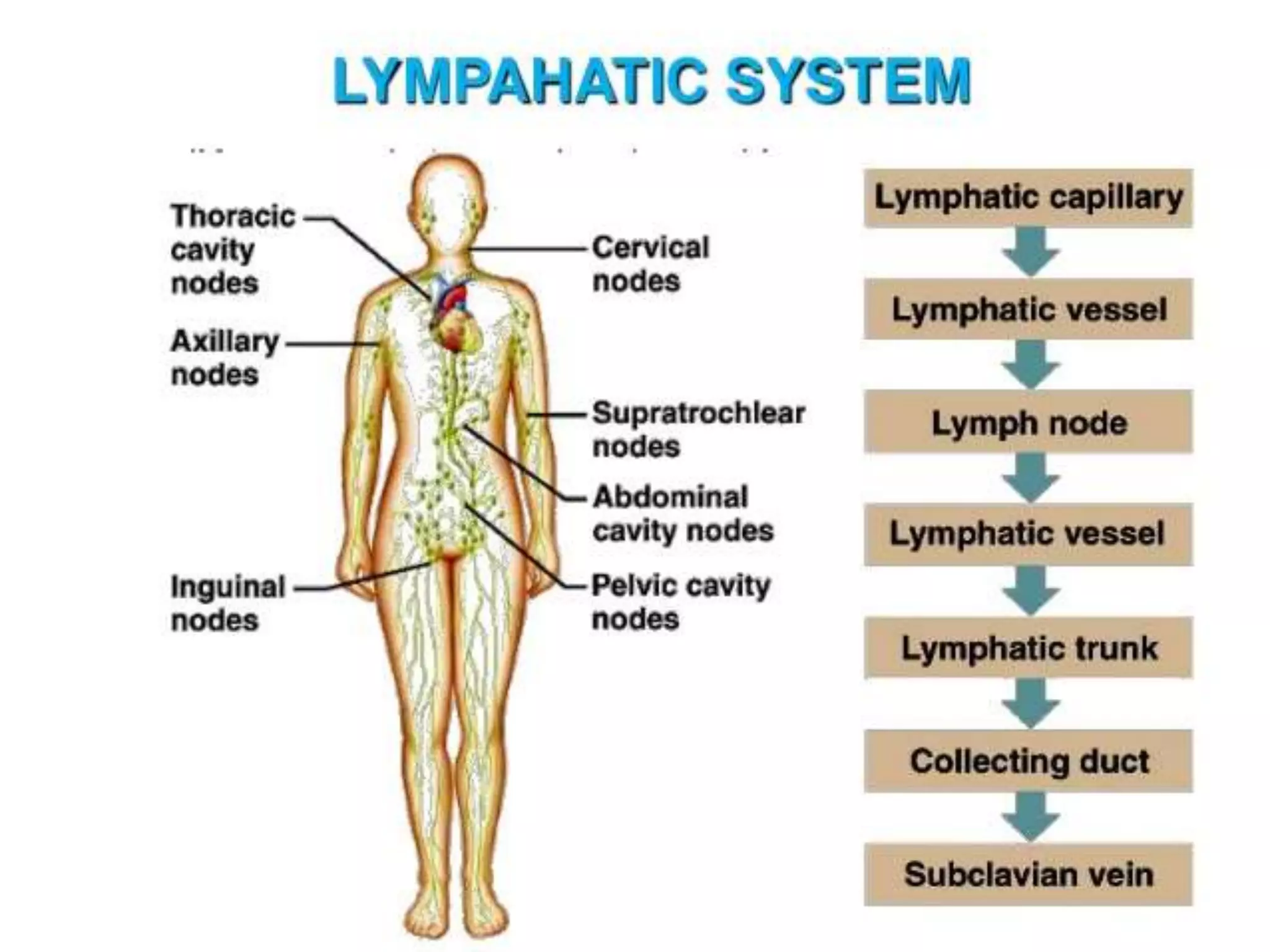 Lymph definition ,formation and factors affecting lymph flow including ...