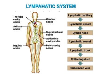 Lymph definition ,formation and factors affecting lymph flow including ...