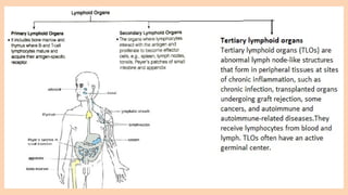 Lymph Lymphatic Circulation Lymph Node Pptx