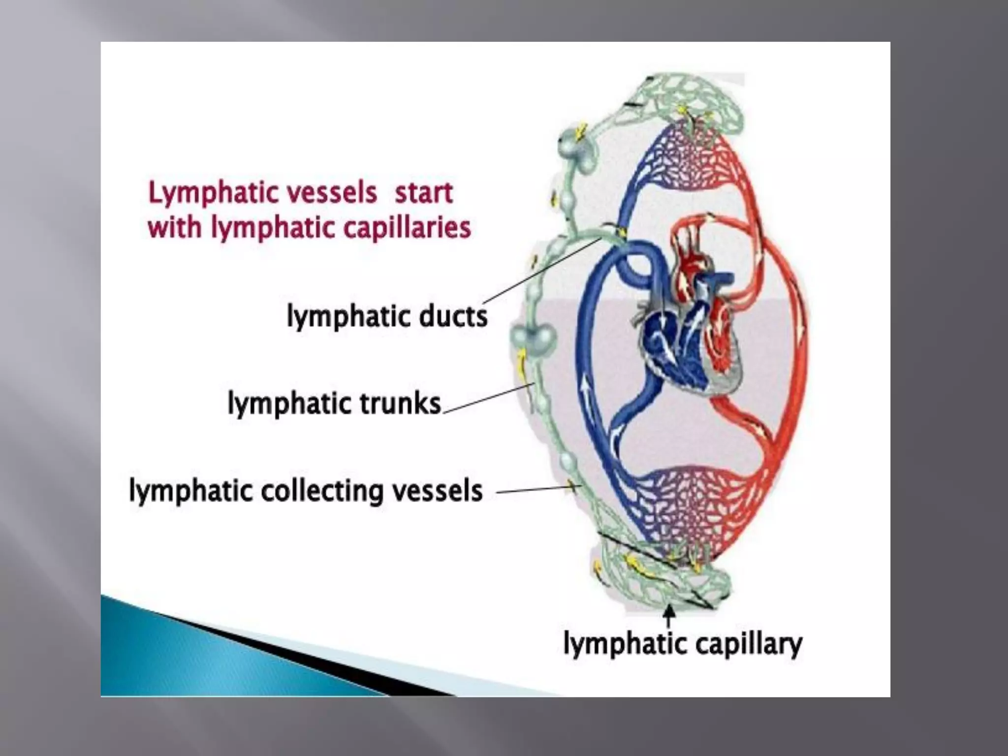 The Lymphatic Capillaries Are Quizlet - j15bjkl
