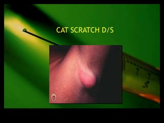 CAT SCRATCH D/S
 