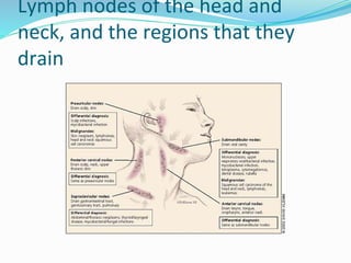 Lymph nodes of the head and
neck, and the regions that they
drain
 