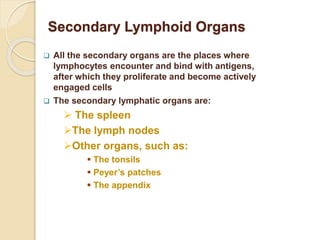 Secondary Lymphoid Organs
 All the secondary organs are the places where
lymphocytes encounter and bind with antigens,
after which they proliferate and become actively
engaged cells
 The secondary lymphatic organs are:
 The spleen
The lymph nodes
Other organs, such as:
 The tonsils
 Peyer’s patches
 The appendix
 