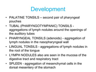 Development
• PALATINE TONSILS – second pair of pharyngeal
pouches
• TUBAL (PHARYNGOTYMPANIC) TONSILS -
aggregations of lymph nodules around the openings of
the auditory tubes
• PHARYNGEAL TONSILS (adenoids) - aggregation of
lymph nodules in the nasopharyngeal wall
• LINGUAL TONSILS - aggregations of lymph nodules in
the root of the tongue
• LYMPH NODULES also are seen in the mucosa of the
digestive tract and respiratory tract
• SPLEEN - aggregation of mesenchymal cells in the
dorsal mesentery of the stomach
 