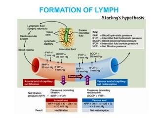 FORMATION OF LYMPH
Starling’s hypothesis
 