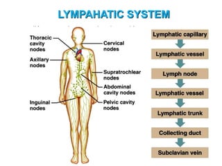 LYMPAHATIC SYSTEM
 