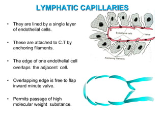 • They are lined by a single layer
of endothelial cells.
• These are attached to C.T by
anchoring filaments.
• The edge of one endothelial cell
overlaps the adjacent cell.
• Overlapping edge is free to flap
inward minute valve.
• Permits passage of high
molecular weight substance.
LYMPHATIC CAPILLARIES
 