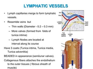 LYMPHATIC VESSELS
• Lymph capillaries merge to form lymphatic
vessels.
• Resemble veins but
– Thin walls (Diameter - 0.2 – 0.3 mm)
– More valves (formed from folds of
tunica intima)
– Lymph Nodes are located at
interval along its course
Have 3 coats (Tunica intima, Tunica media,
Tunica adventitia)
BEADED in appearance (semilunar valves).
Collagenous fibers attaches the endothelium
to the outer tissues ( fibrous sheath of
muscle)
 
