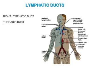 LYMPHATIC DUCTS
RIGHT LYMPHATIC DUCT
THORACIC DUCT
 